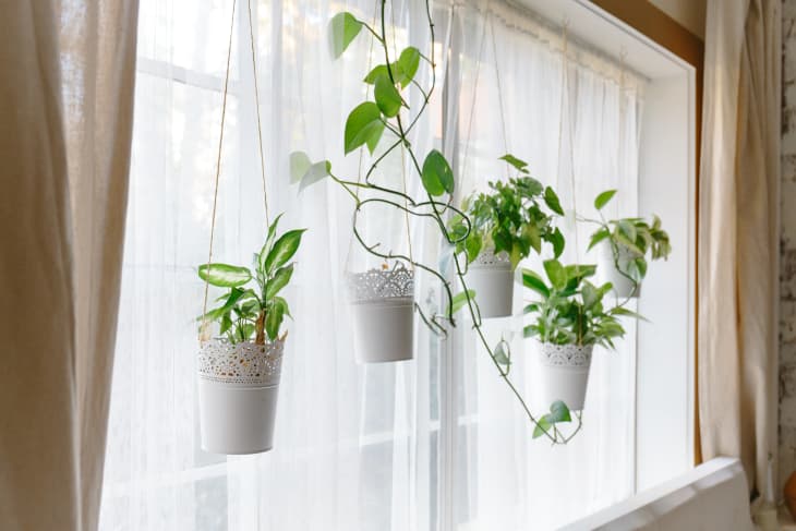 Plant Display Ideas In Dining Room